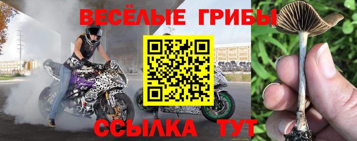 Псилоцибиновые грибы Psilocybine cubensis Нижневартовск
